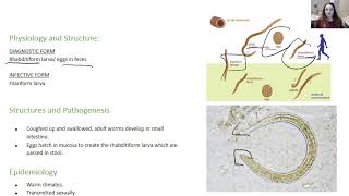 Strongyloides stercoralis [upl. by Naujat471]