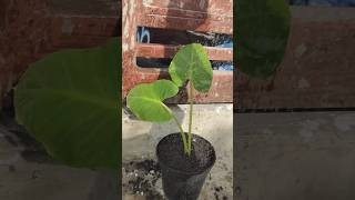 💯🤯quotGrow 🔥😱Alocasia🤯 Giant Taro at Home Complete Care Guide organicgardening shortsfeed [upl. by Oranneg]