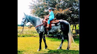 Grey Dappled Walking Horse For Sale [upl. by Scheck955]