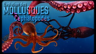 Les Céphalopodes Mollusques 33 [upl. by Esbenshade]