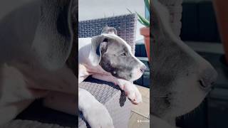 Blant ma focha 😅🥹amstaff dog funny warszawa love [upl. by Vickey]