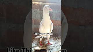 Saharanpuri Kabootar  pigeonstatus youtubeshorts pigeonvideo [upl. by Anassor]