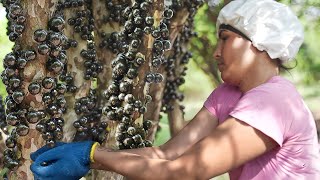 Amazing Way They Harvest and Process Rare Jabuticaba Grapes [upl. by Luap]