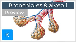 Bronchioles and alveoli Structure and functions preview  Human Anatomy  Kenhub [upl. by Ilse]