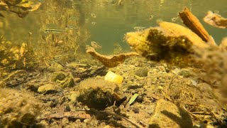 Discovering Amazing Native Fish Hidden In A Creek Near Gladstone [upl. by Nathanoj]