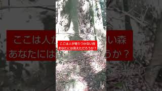 夏日なので 心霊 恐怖 怖い 心霊スポット horror mystery 謎 不思議 森 祠 山 mystical ホラー fantastical [upl. by Debbie]