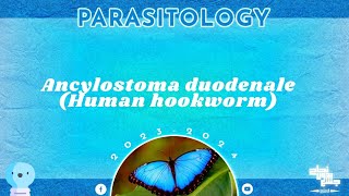 L6 Part 2 Ancylostoma duodenale Parasitology [upl. by Kingsley]