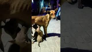 Mother Love ❤️😘❤️ streetdog doglover dog dogshorts animalllover shortsfeed youtubeshorts [upl. by Gnim]