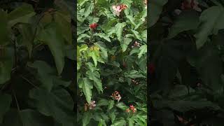 Sarnath Temple campus view Sort videoyoutubeshort plants [upl. by Avera752]