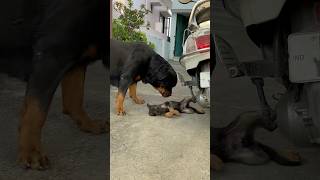 Rottweiler Daisy ke samne Dead body ban gya❌✅shorts puppy rottweiler [upl. by Kciredohr453]