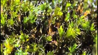 Moss growing Time Lapse [upl. by Naryt]