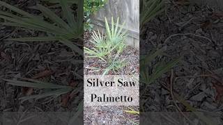 Silver Saw Palmetto or Serenoa Repens [upl. by Retsbew]