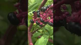 Pokeweed Did you know… weeding pokeweed garden farming [upl. by Hild]