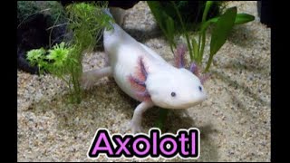 Axolotl [upl. by Yerrot]