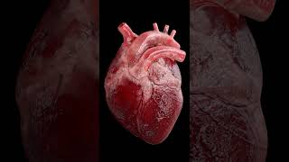 Heart 3D Animation [upl. by Novehc715]