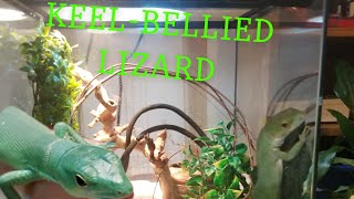 Juvenile Gastropholis prasina Green Keelbellied lizard Quarantine Setup [upl. by Vincent]