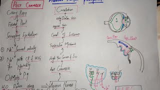 Guyton Chapter 50 last part Aqueous Humor formation and drainage Intraocular pressureGlaucoma [upl. by Cutter976]