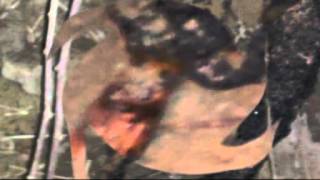 Alien Corpse Found In Ozark Mountains  AlienInformation [upl. by Nwahsud]