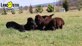 Fluffy Newfoundland Puppies [upl. by Irwinn]