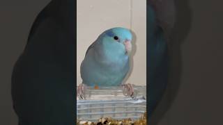 Introducing Jay  Parrotlets 🦜❤️parrotlet pets [upl. by Bush658]