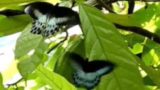 Blue Mormon Butterfly  Papilio Polymnestor [upl. by Herr]