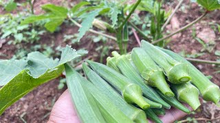 How to grow okra from seed [upl. by Burta]