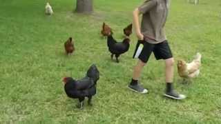 About Black Langshan chickens  hens for pets in backyard flocks [upl. by Akym]