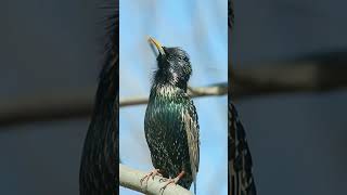 starling bird singing❗ [upl. by Eener]