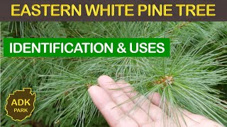 EASTERN WHITE PINE TREE  IDENTIFICATION amp USES [upl. by Ehsom]