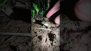 funny frog moments  catching frog at night funny  catch frog prank funny short [upl. by Iggam]