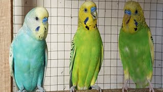 Chirping of Parakeet Budgie Birds 3 Hr  Listen to Nature Bird Songs Meditation to Reduce Stress [upl. by Embry]