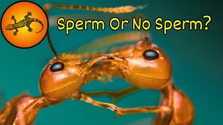 Are Some Insects Mastering Gender Selection [upl. by Anomahs]