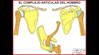 Anatomía de la cintura escapular [upl. by Dilaw]