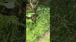 THE WALLABY VIDEO wallaby australiawildlife kangaroos [upl. by Whatley27]