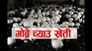 सजिलै पैसा कमाउनु छ भने यसरी गरौ गोब्रे च्याउ खेती Button Mushroom Training 9802538473 [upl. by Magna849]