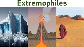 Extremophiles Microscopic Survivors Living on the Edge [upl. by Okihcas]