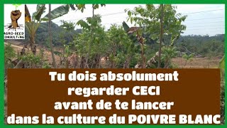 Culture du POIVRE BLANC tu dois absolument regarder ceci avant dinvestir dans la filière [upl. by Imugem]