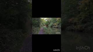 Basingstoke Canal reels love reelsshorts viralreels viralvideos trending sarvajitnm feed uk [upl. by Assina]