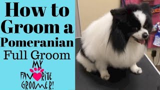 How to Groom a Pomeranian Domino [upl. by Britney]