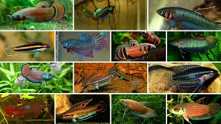 22 Types of Wild Betta Fish by Groups [upl. by Mundt]