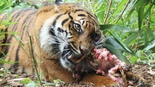 Little Tiger Eating Human Flesh part 1 Macan Makan Orang [upl. by Ahcrop]