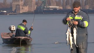 Pecanje smuđa na Dunavu kod Smedereva  Varaličarenje  Fishing zander [upl. by Svirad]