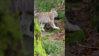 Incredible Lynx Cat Encounters Wild Moments Captured [upl. by Naahs]