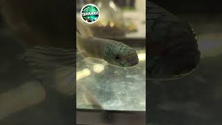 Betta macrostoma terrario animals pets aquarium fish betta bettafish poisson vivarium tank [upl. by Ainollopa]