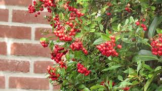 Pyracantha coccinea Red Column [upl. by Ardnoed]