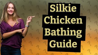 Can you bathe Silkie chickens [upl. by Nicki]