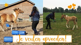 10 TIPS OPVOEDING VAN JE VEULEN  Veulen Academy [upl. by Eittod]