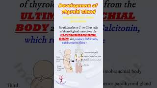 Shorts Thyroid gland development  embryology [upl. by Atram]