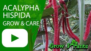 Acalypha hispida  grow amp care Chenille plant [upl. by Drofnats]