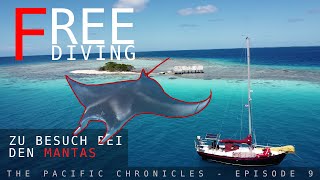 Freediving mit Mantas  Boatlife in französisch Polynesien 2024 [upl. by Varuag283]